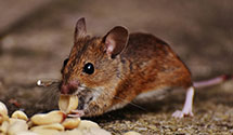 24 Hour & Emergency Exterminators in Beech Island, SC